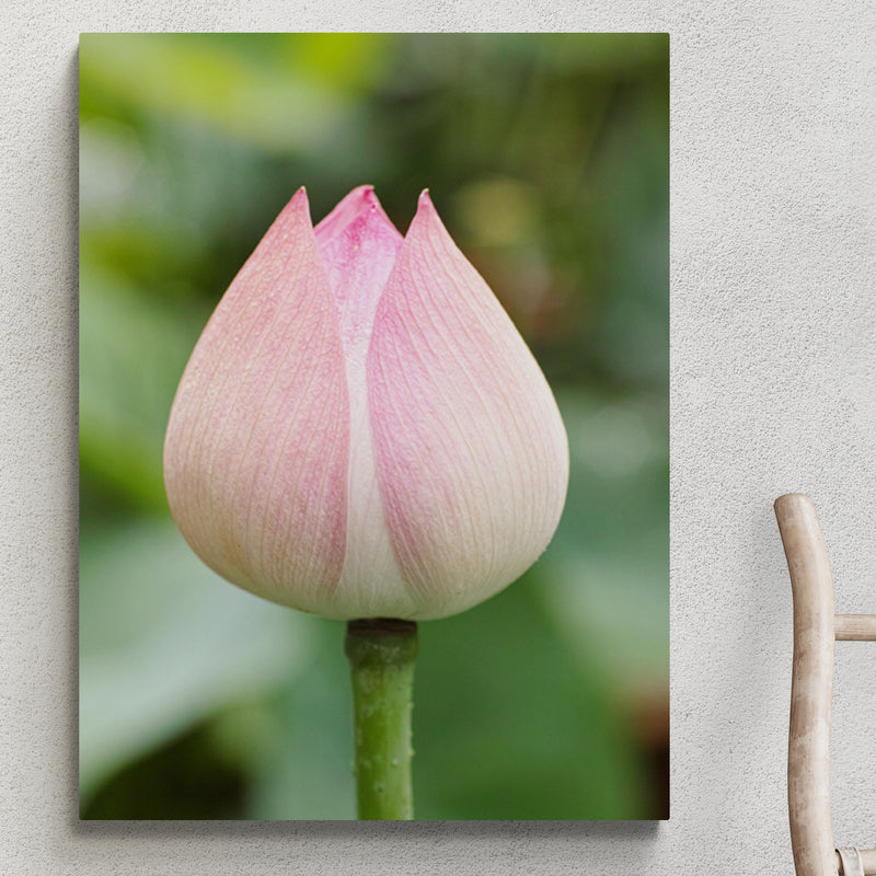 Schilderij Lotus Bloem