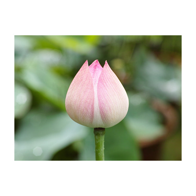 Schilderij Lotus Bloem