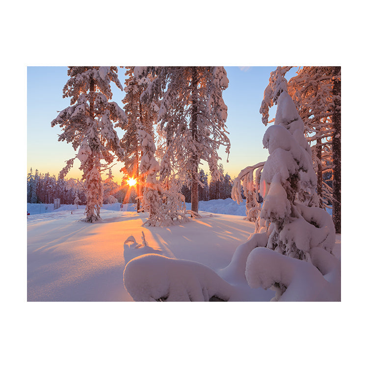 Schilderij Magisch Winterbos