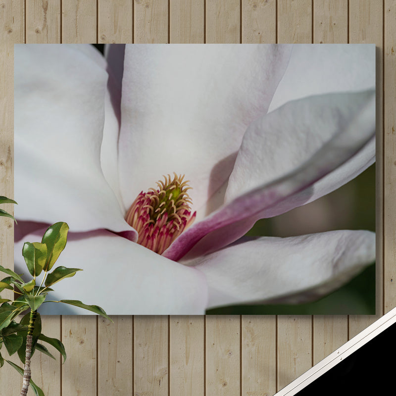 Schilderij Magnolia Bloesem