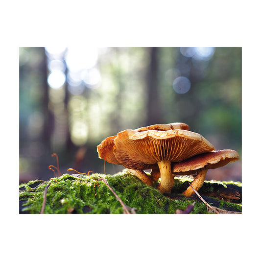 Schilderij Betoverende Bos-Paddenstoelen