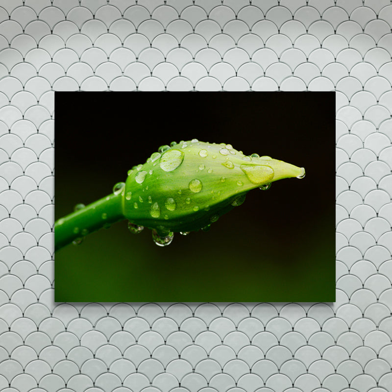 Schilderij Parels van Regen op Lenteknop