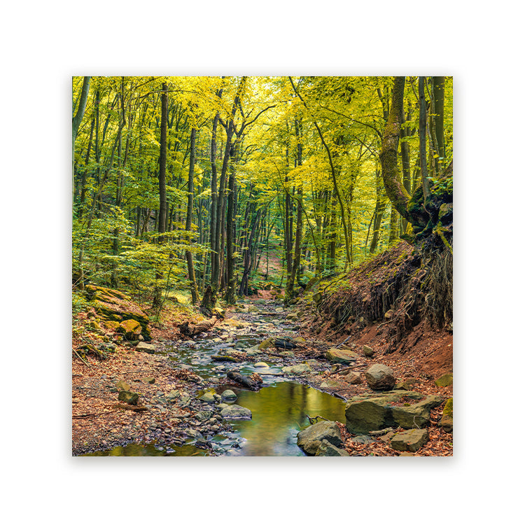 Schilderij Prachtig Herfstbos