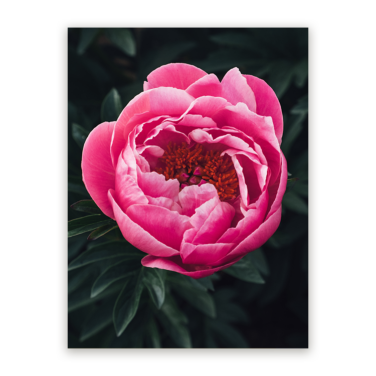 Schilderij Prachtige Rose Pioenroos