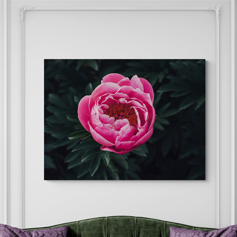 Schilderij Prachtige Rose Pioenroos