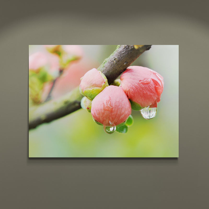 Schilderij Roze Ontluikende Bloemknoppen