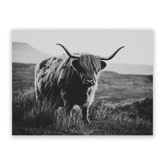 Schilderij Schotse Hooglander