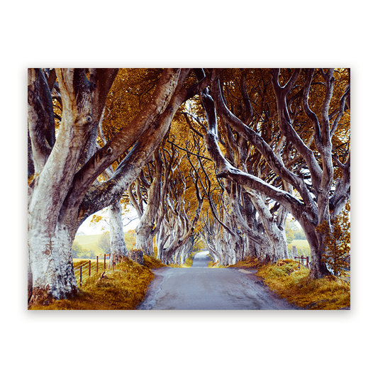 Schilderij The Dark Hedges