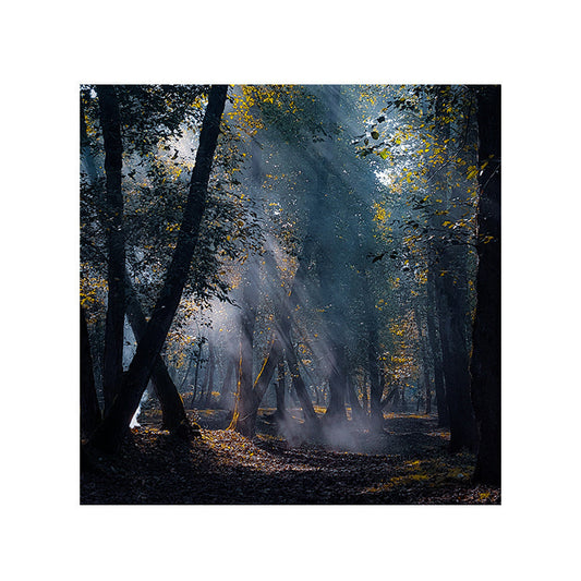 Schilderij Zonnestralen in het Bos
