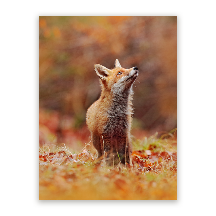 Schilderij Vos in Herfstlandschap