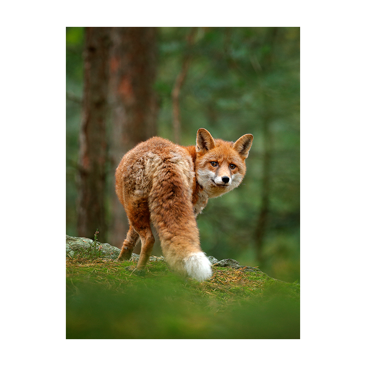 Schilderij Vos in het Groene Bos