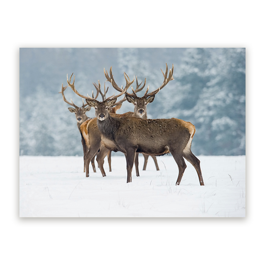 Schilderij Winters Monarch
