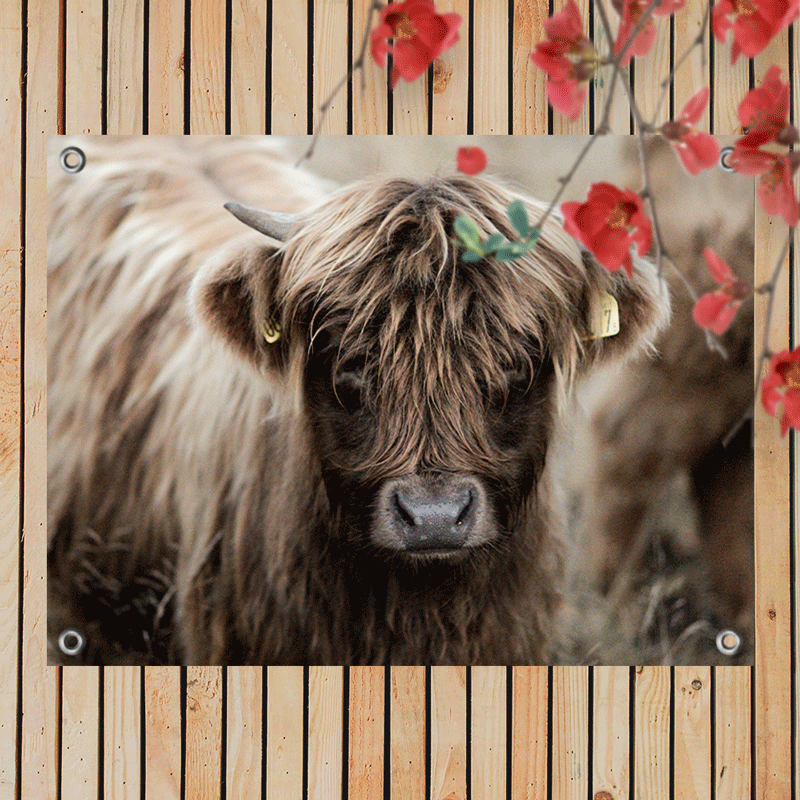 Tuinposter Hooglander Kalf