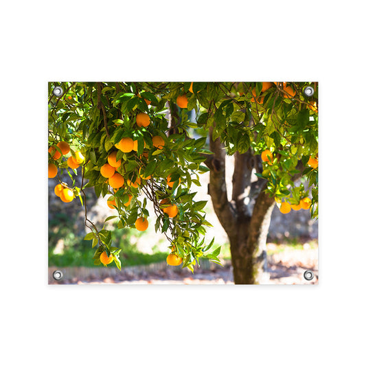 Tuinposter Sinaasappelboom