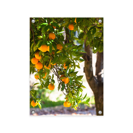 Tuinposter Sinaasappelboom