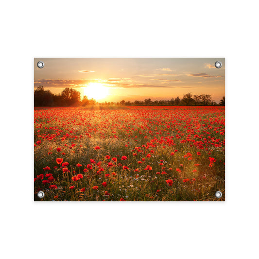 Tuinposter Zonsondergang over Klaprozenveld