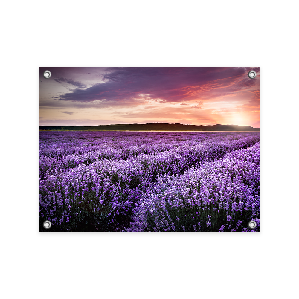 Tuinposter Bloeiend Lavendelveld