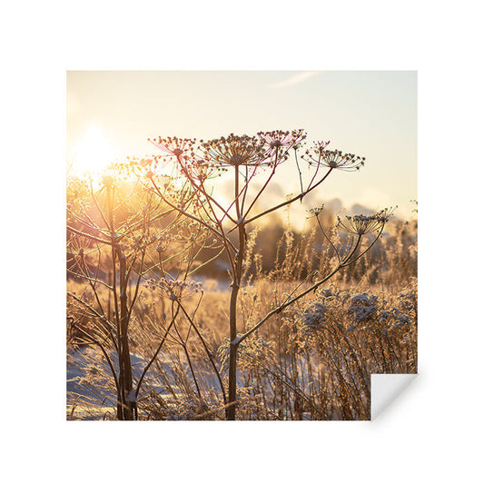 Muursticker - Droogplanten in de Winterzon