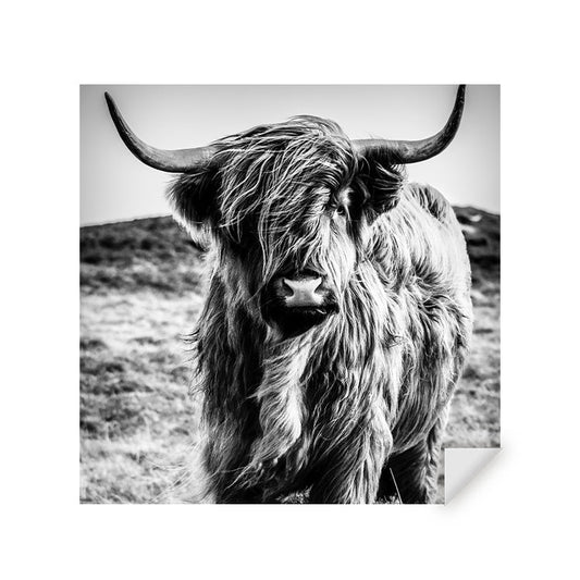 Muursticker - Wild Highland Beauty Zwart Wit