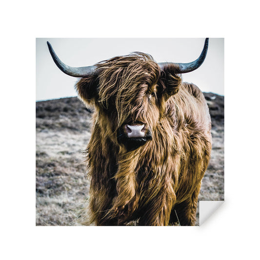 Muursticker - Wild Highland Beauty